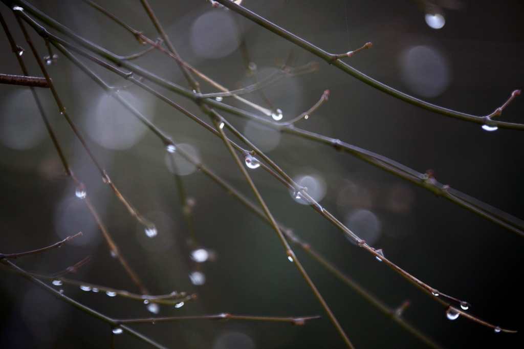 Raindrops on twigs 2