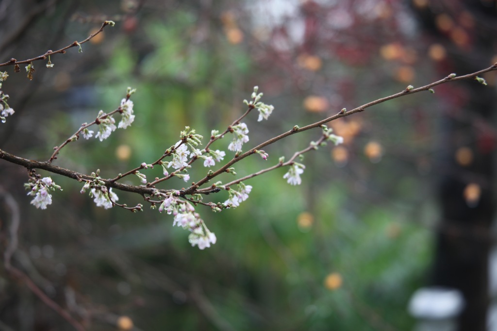 Flowering cherry and crab apples 3