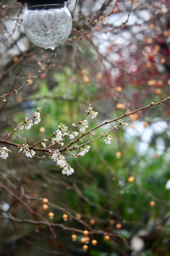 Flowering cherry and crab apples 4