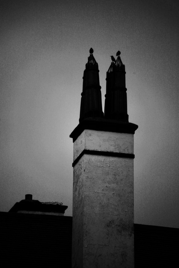 Starlings on chimney tops 1