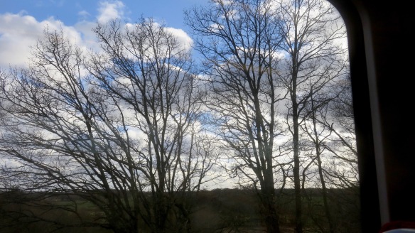 Trees from train