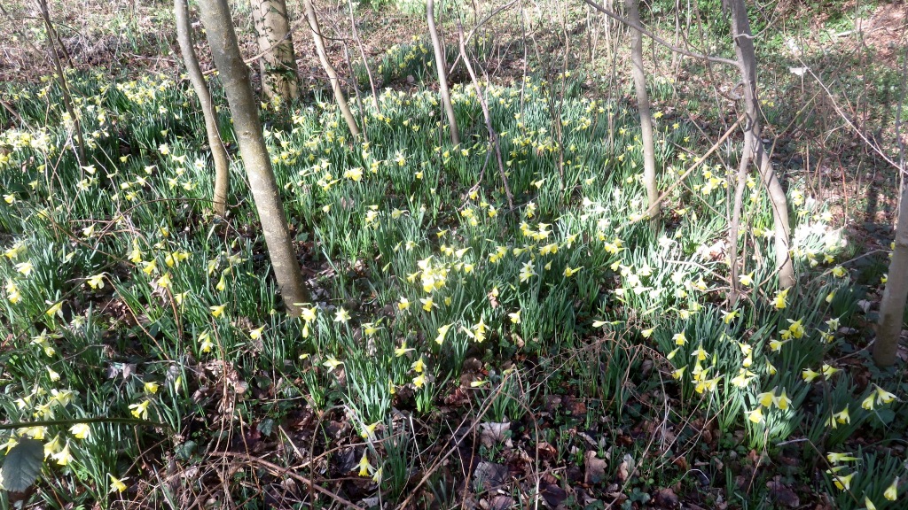 Daffodils in woodland 3
