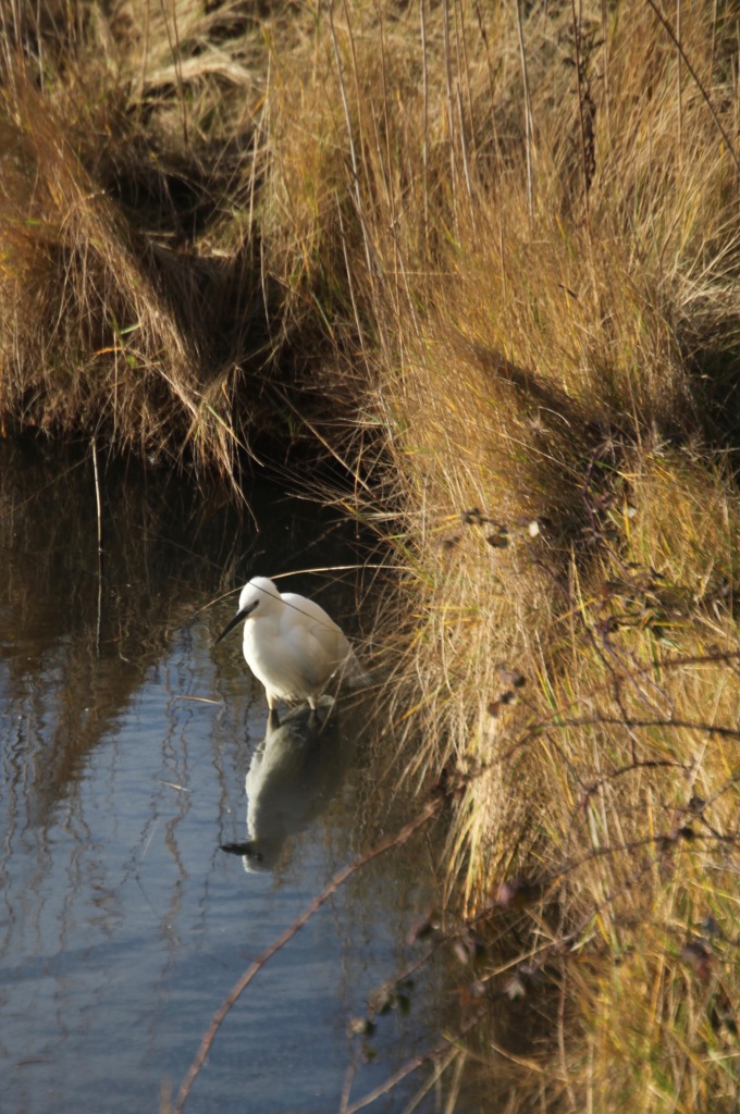Egret and reflection 2