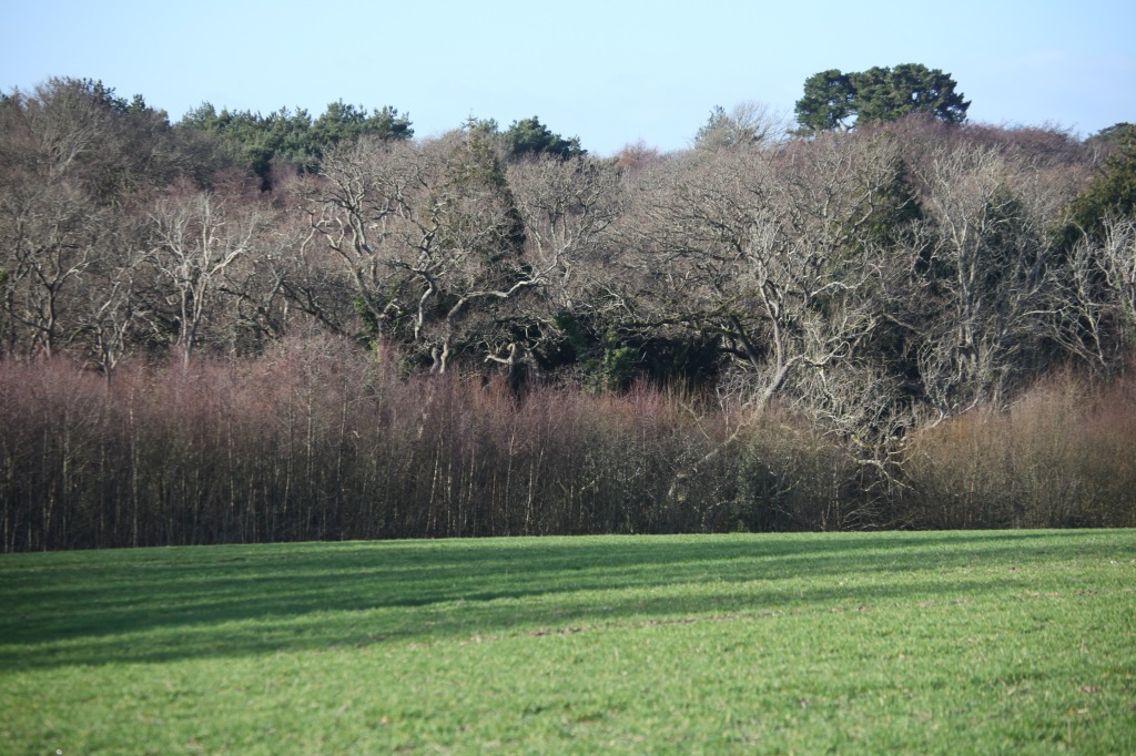 Trees on edge of field