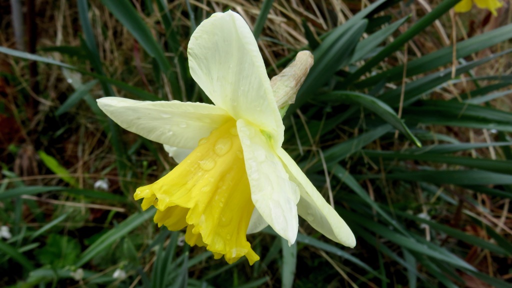 Raindrops on Daffodil 1
