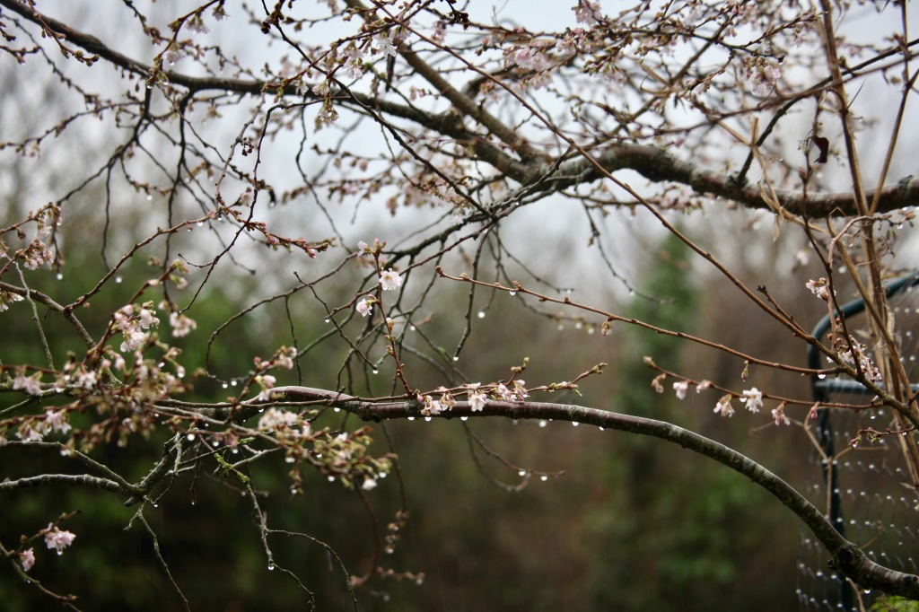 Raindrops on flowering cherry