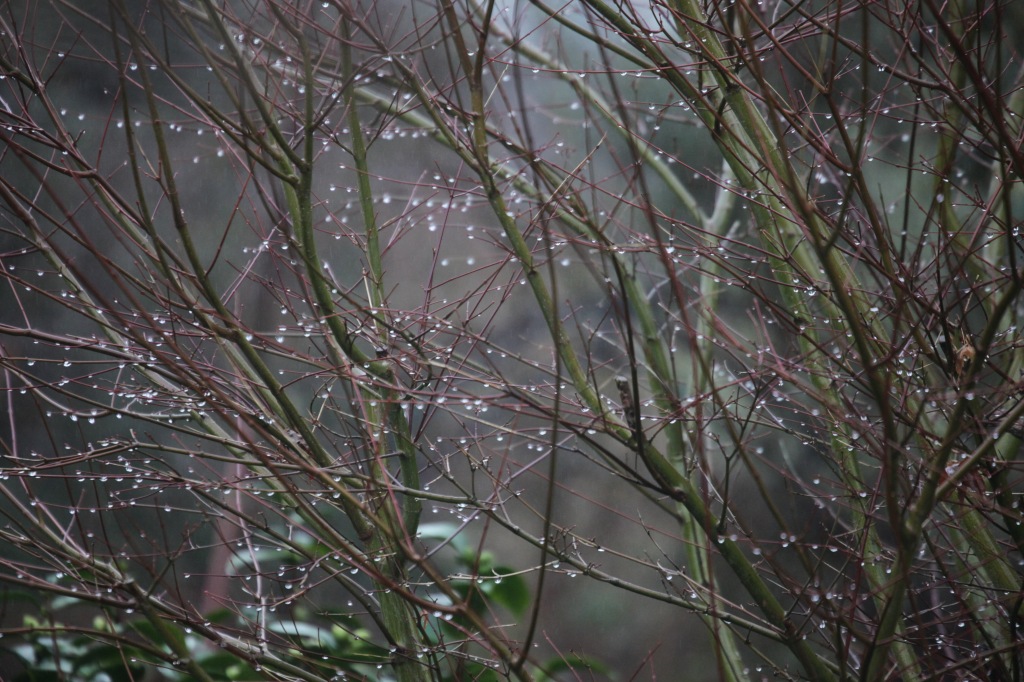 Raindrops on Japanese maple twigs