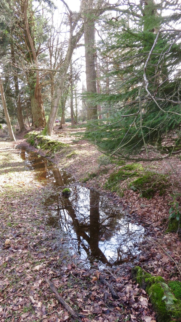 Reflections in ditch 1