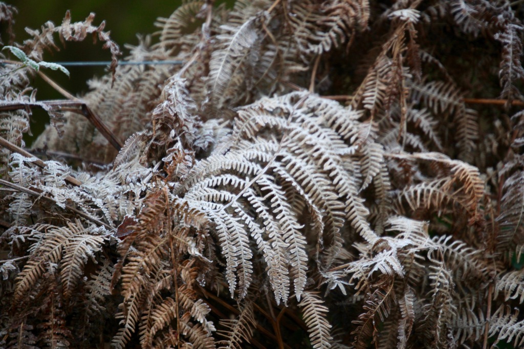 Frosted ferns