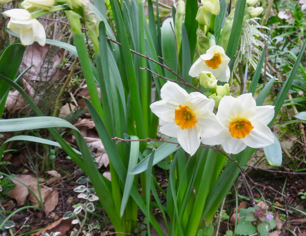 Daffodils 3