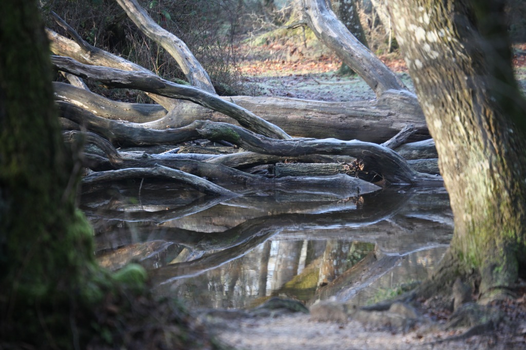Fallen tree and reflections 1