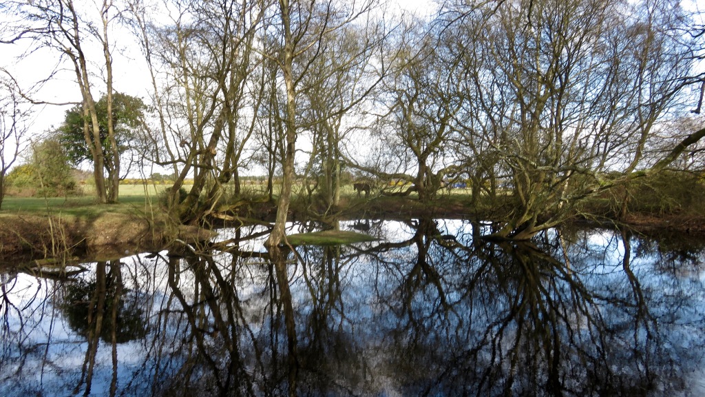 Trees reflected 1