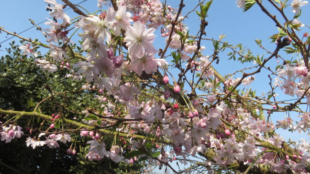 Cherry winter flowering 2