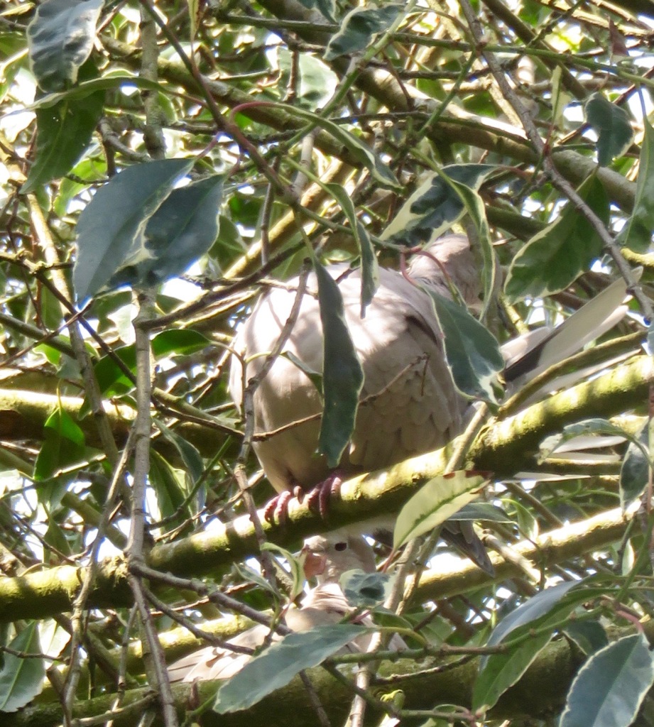 Collared doves 7