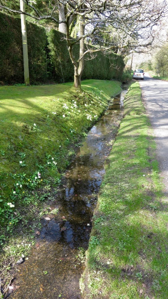 Primroses on bank of stream 1