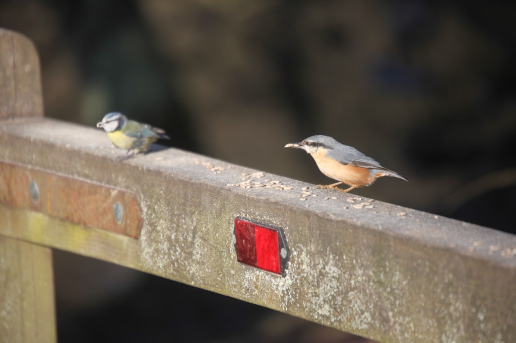 Nuthatch and blue tit