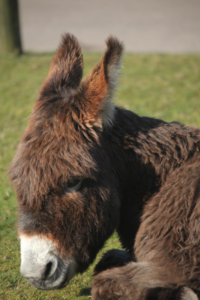 Donkey 4