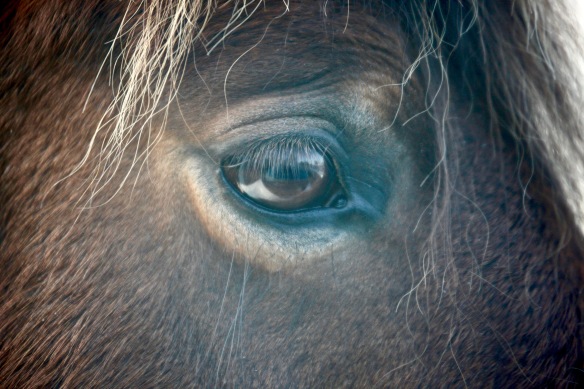 Pony's eye