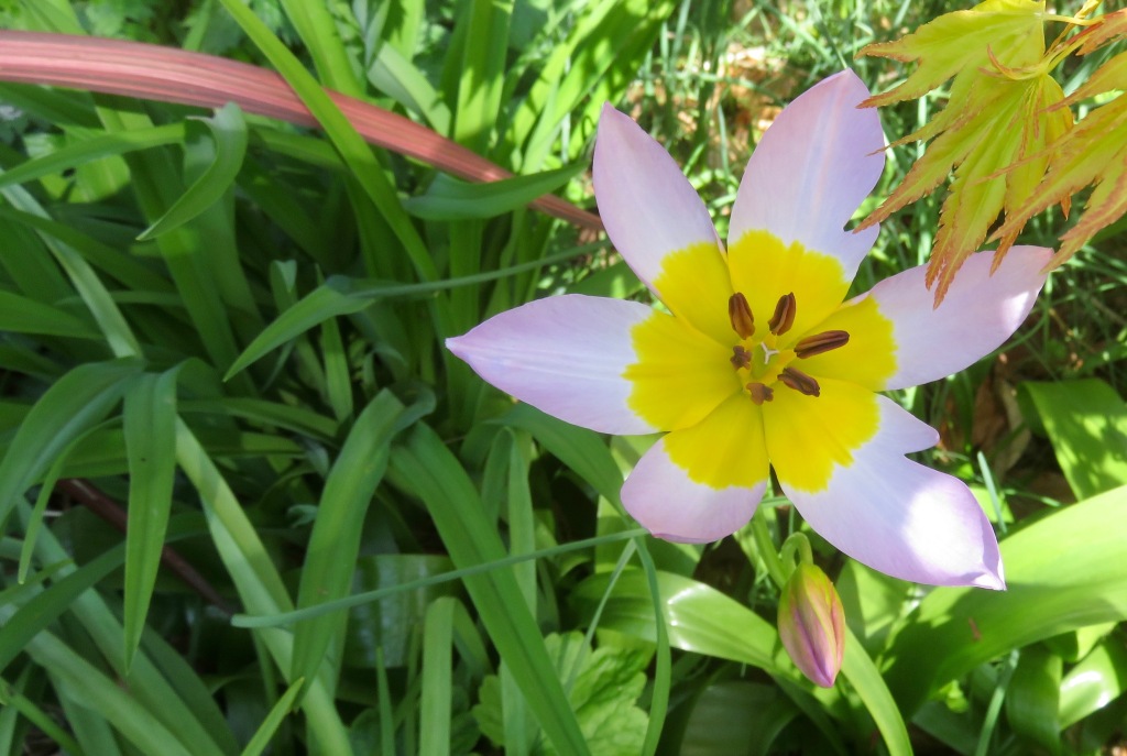 Tulipa saxatilis Lilac Wonder.