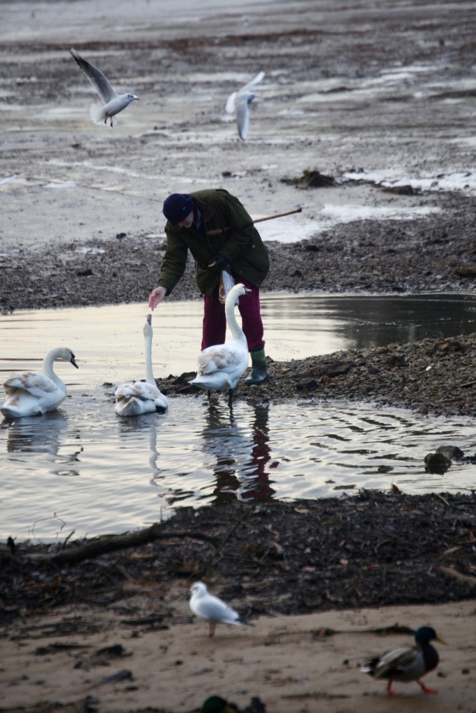 Man feeding swans 2
