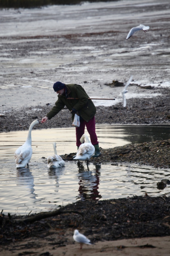 Man feeding swans 3