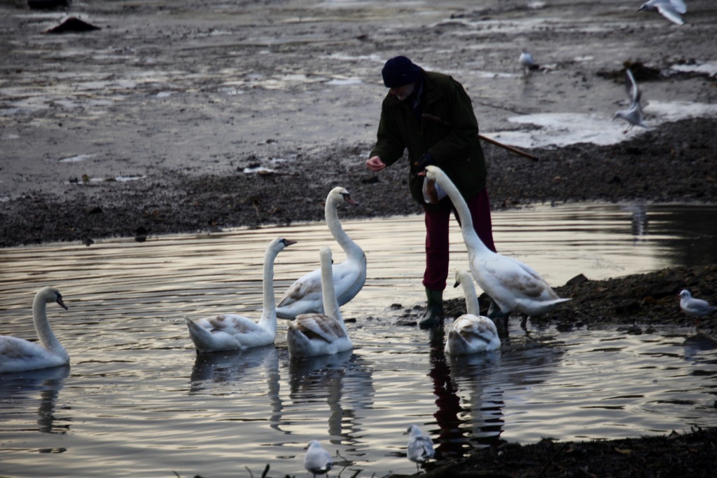 Man feeding swans 4