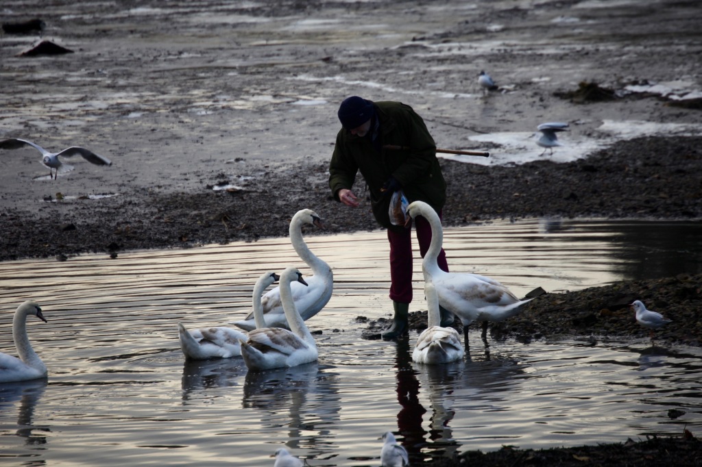 Man feeding swans 5