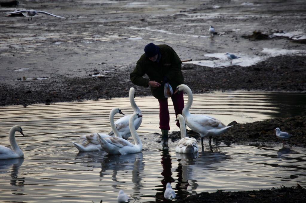 Man feeding swans 6