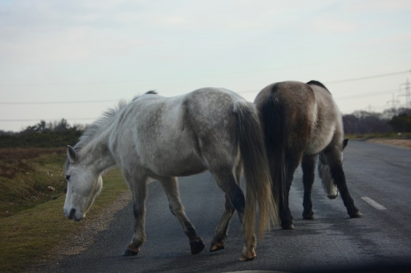 Ponies on road 1