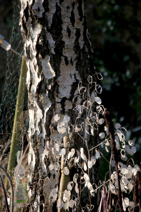 Honesty and weeping birch