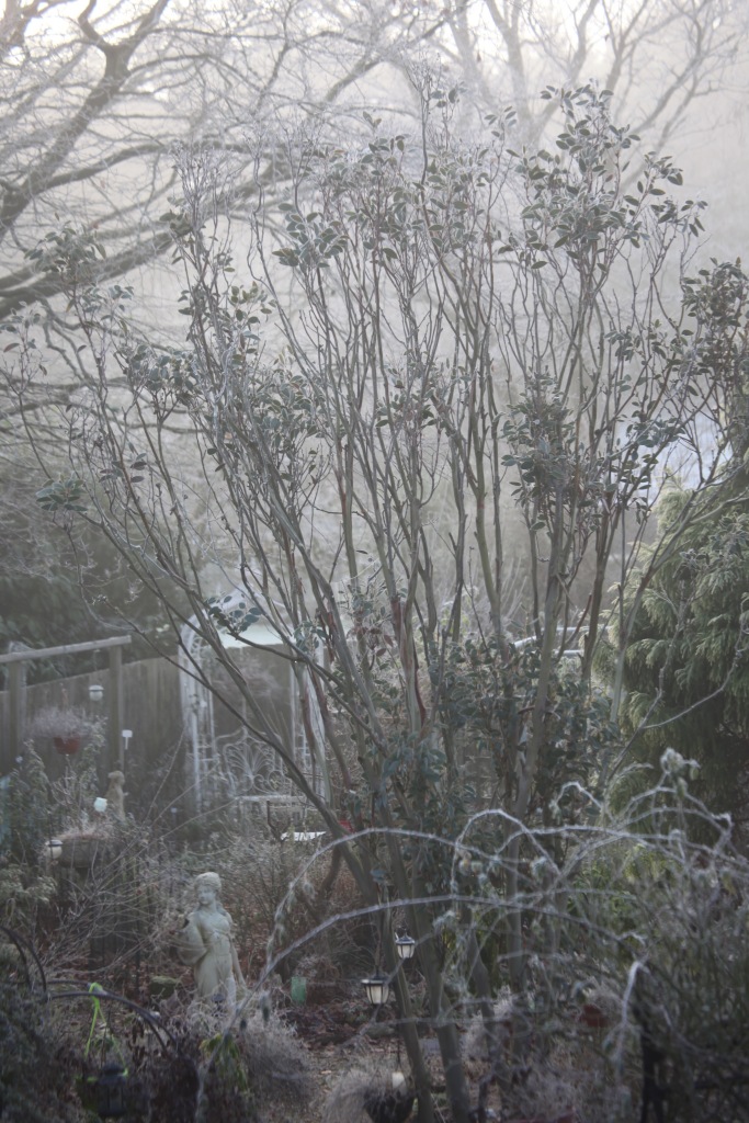 Frosted garden 1