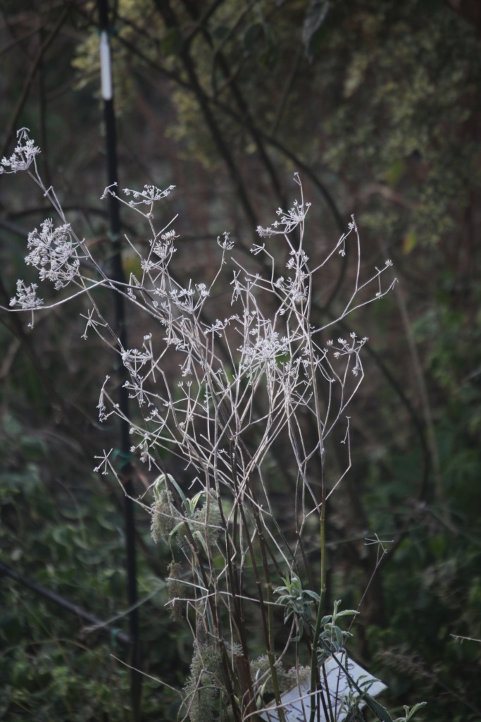 Frosted cow parsley 1