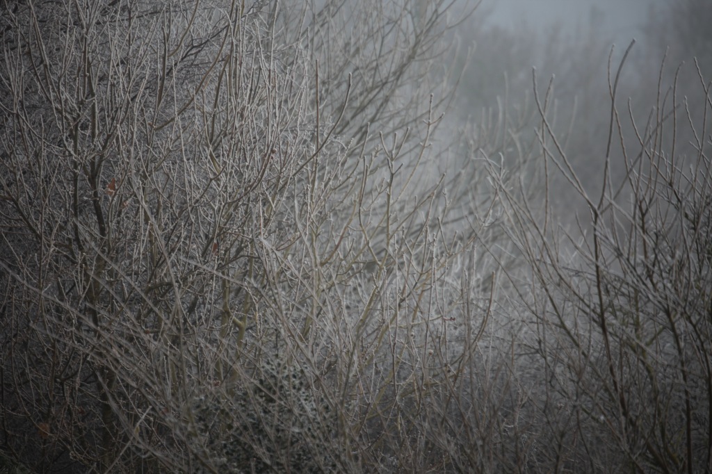 Tree in fog 1