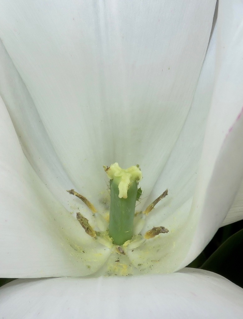 Bugs in tulip 2