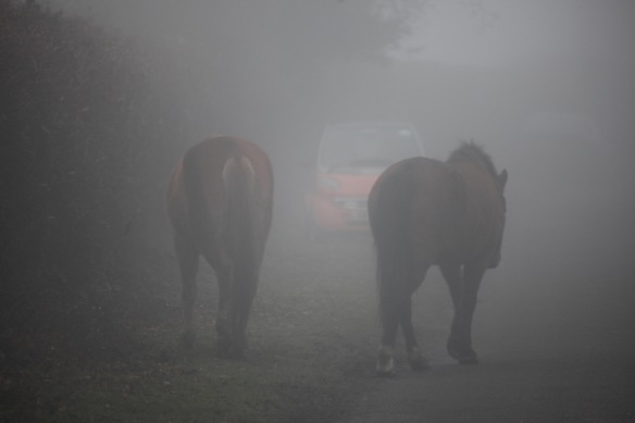 Ponies in fog 1