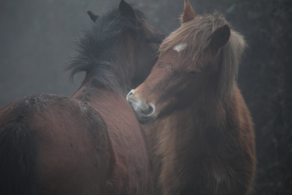 Ponies in fog 5