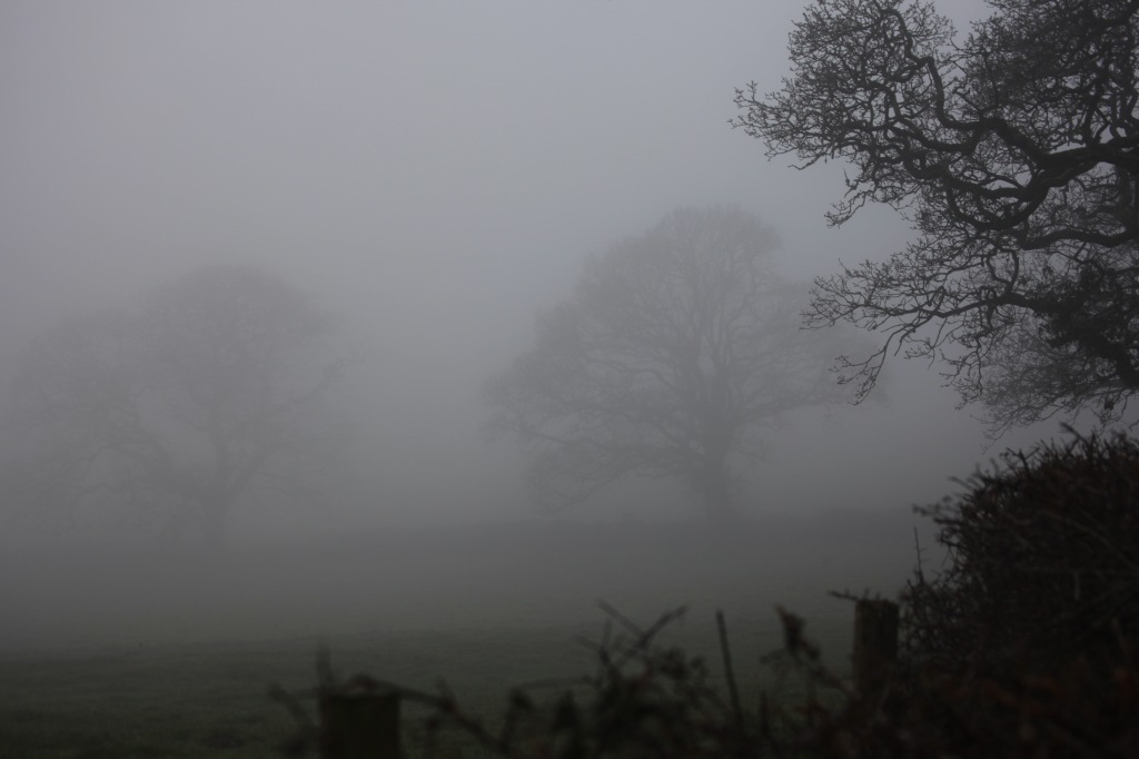 Trees in fog 2