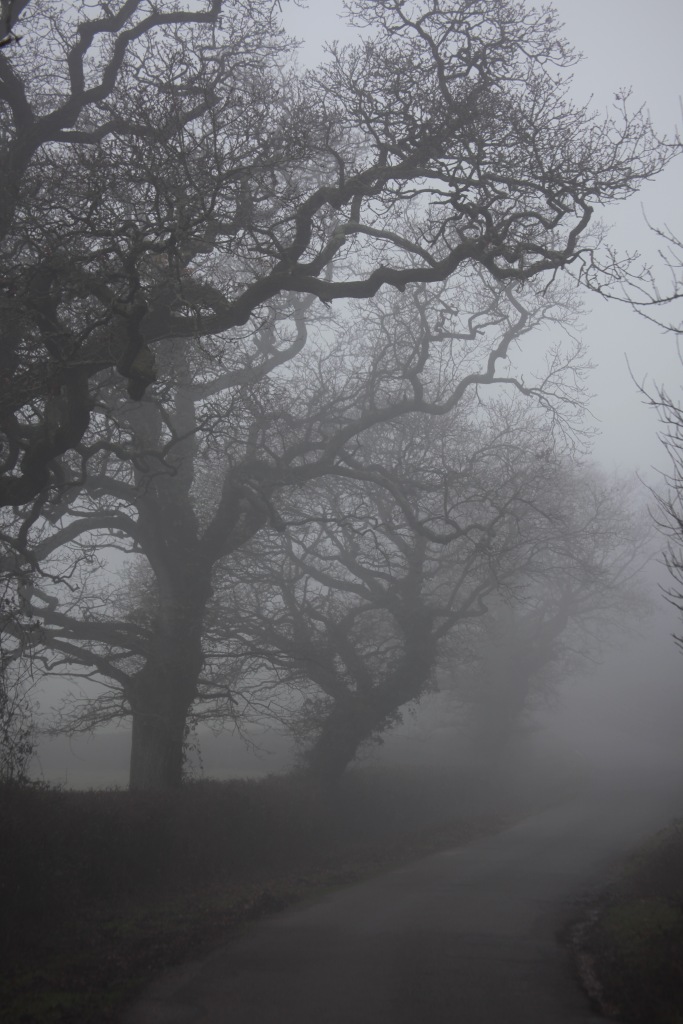 Trees in fog 3