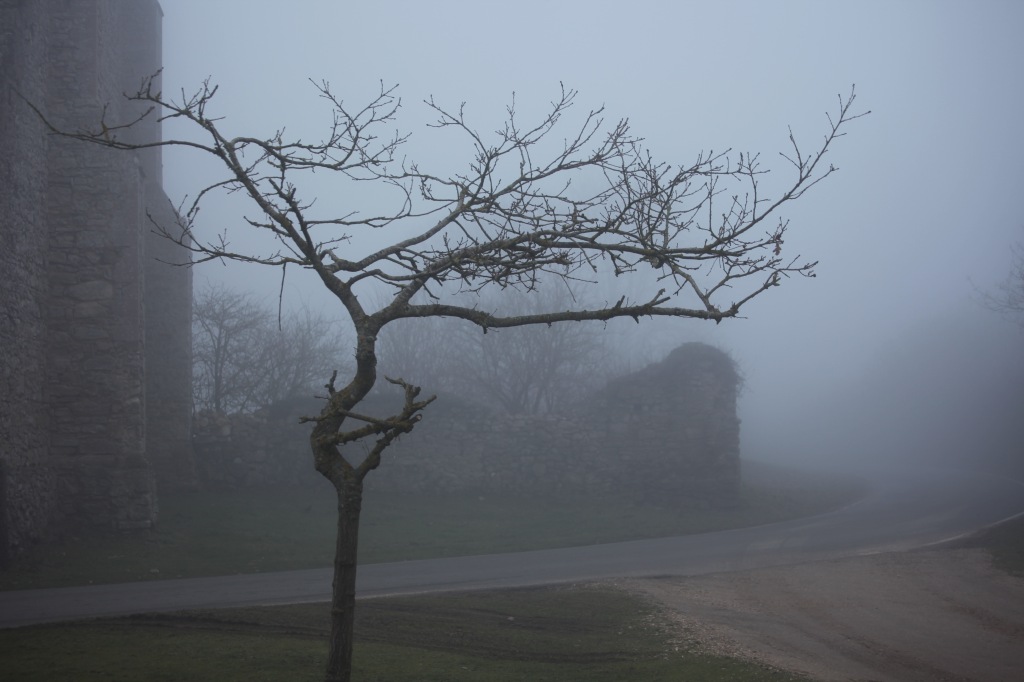 Tree by St Leonard's Grange in fog 1