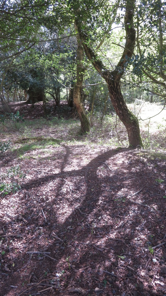 Woodland Shadows 1