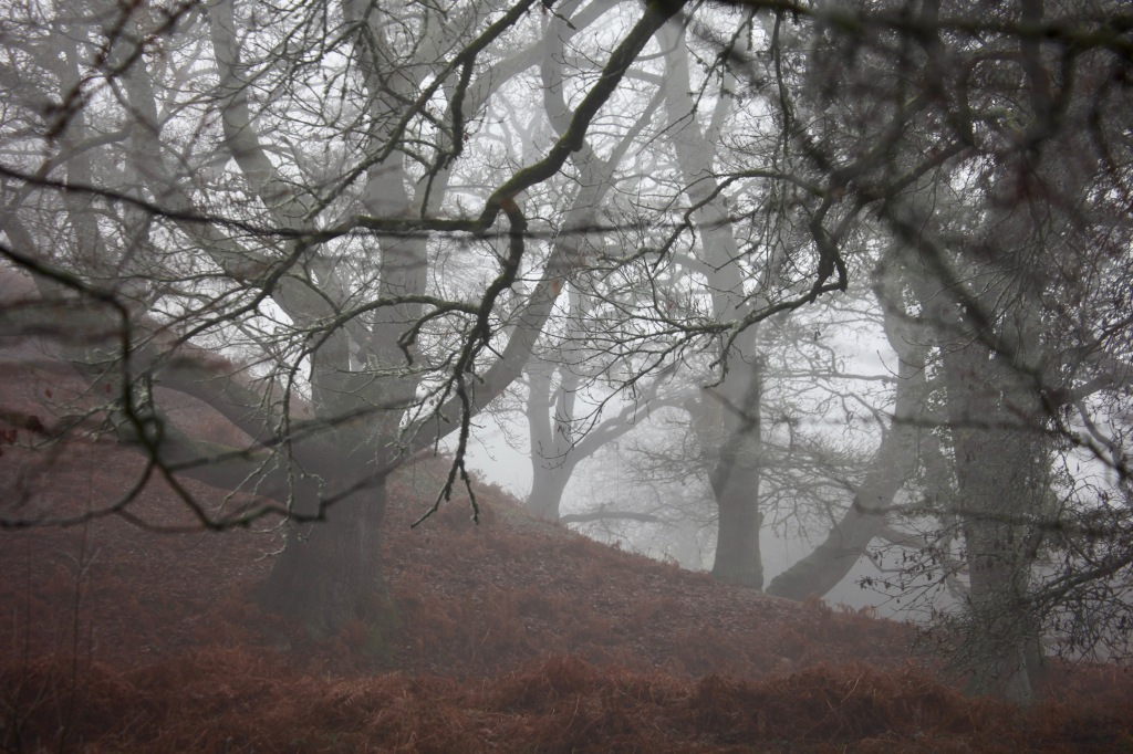 Trees and bracken in mist