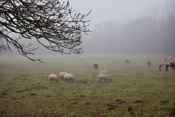 Sheep in mist 1