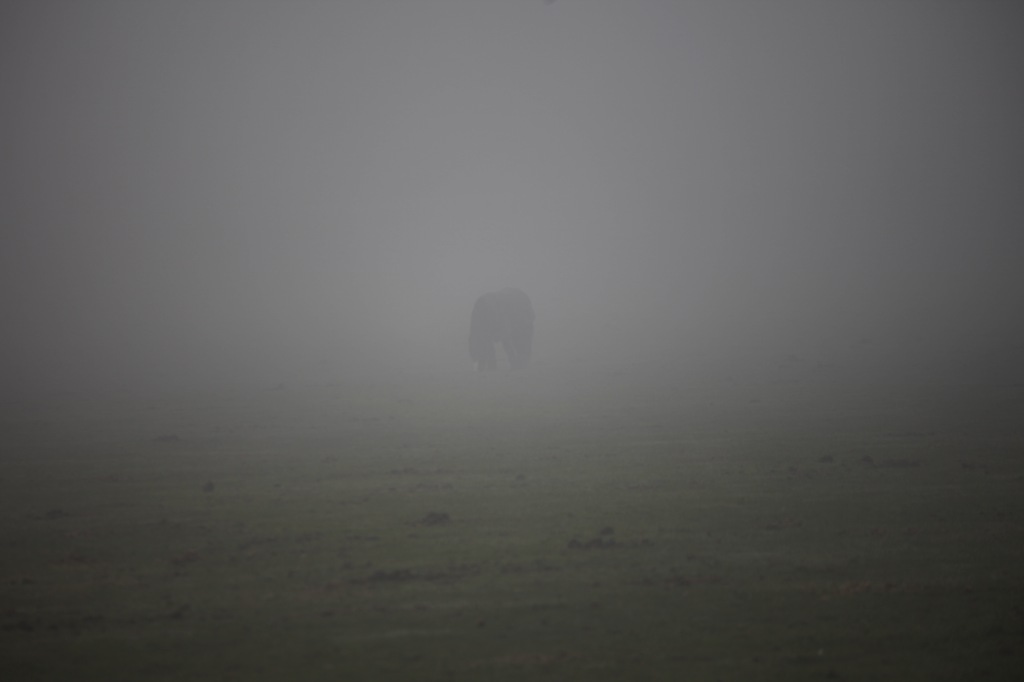 Pony in mist 1
