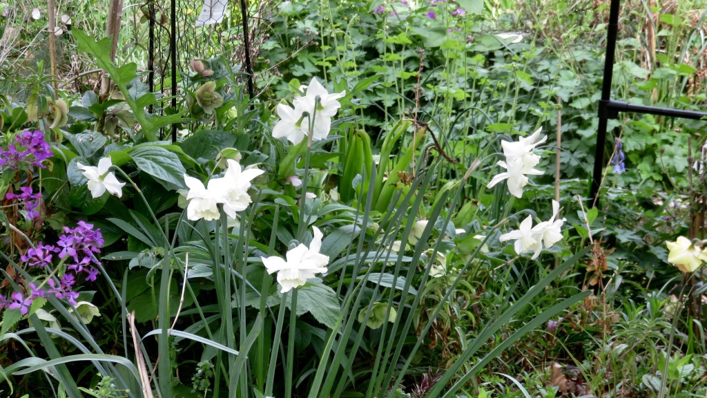 Daffodils, hellebores and honesty