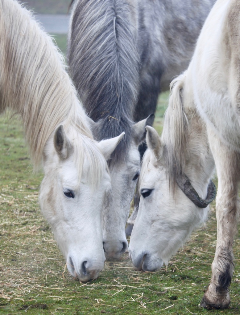 Three grey ponies 5