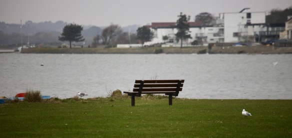 Bench and gulls