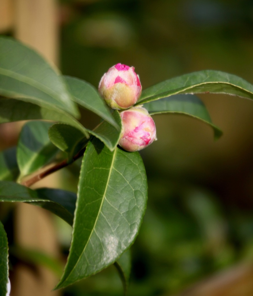 Camellia buds