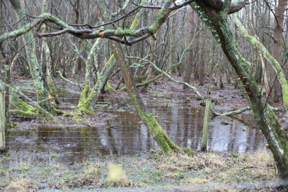 Flooded woods 1