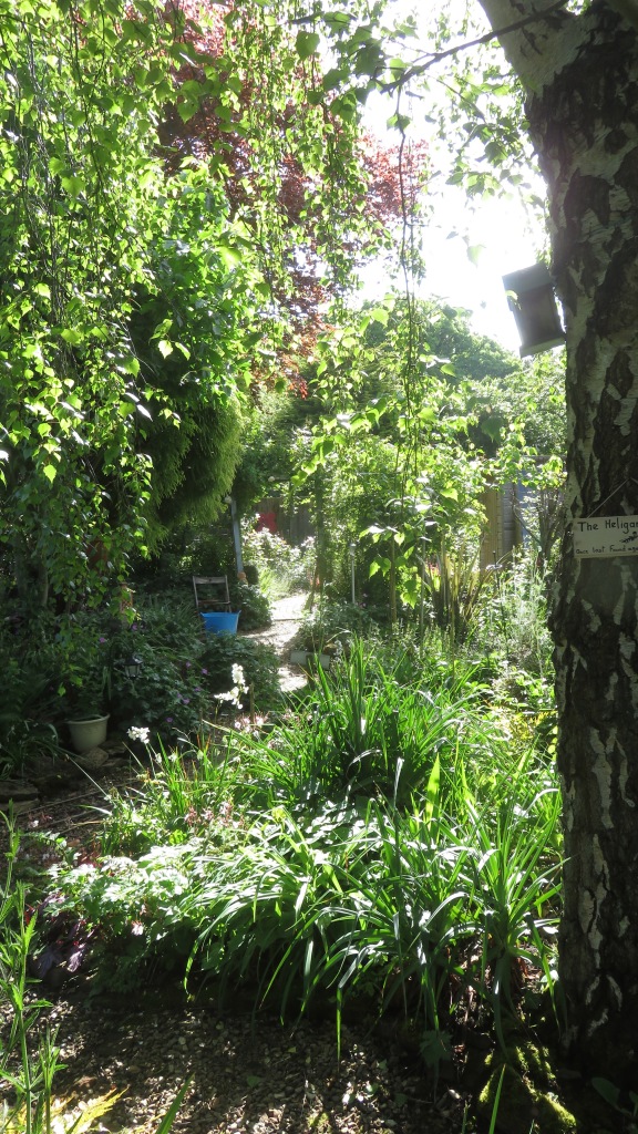 Garden view along Heligan Path