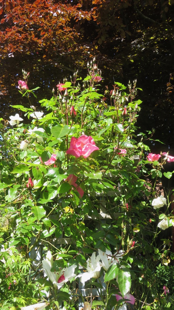 Roses Summer Wine and Madame Alfred Carriere 2